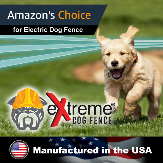 Amazon's Choice