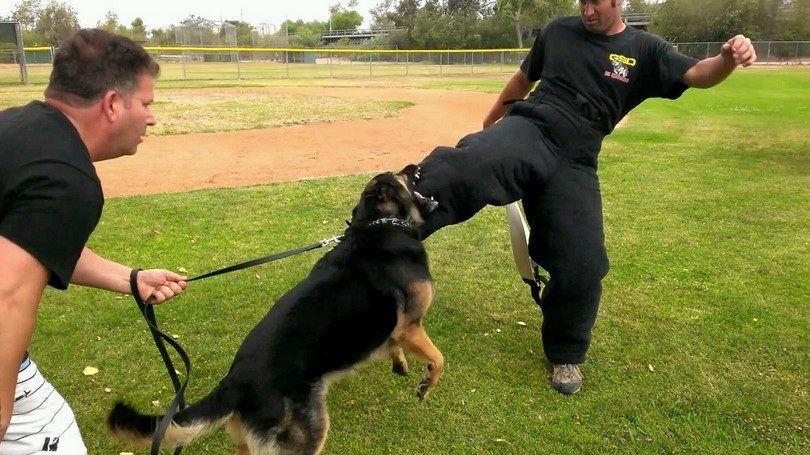 Two men training a black dog